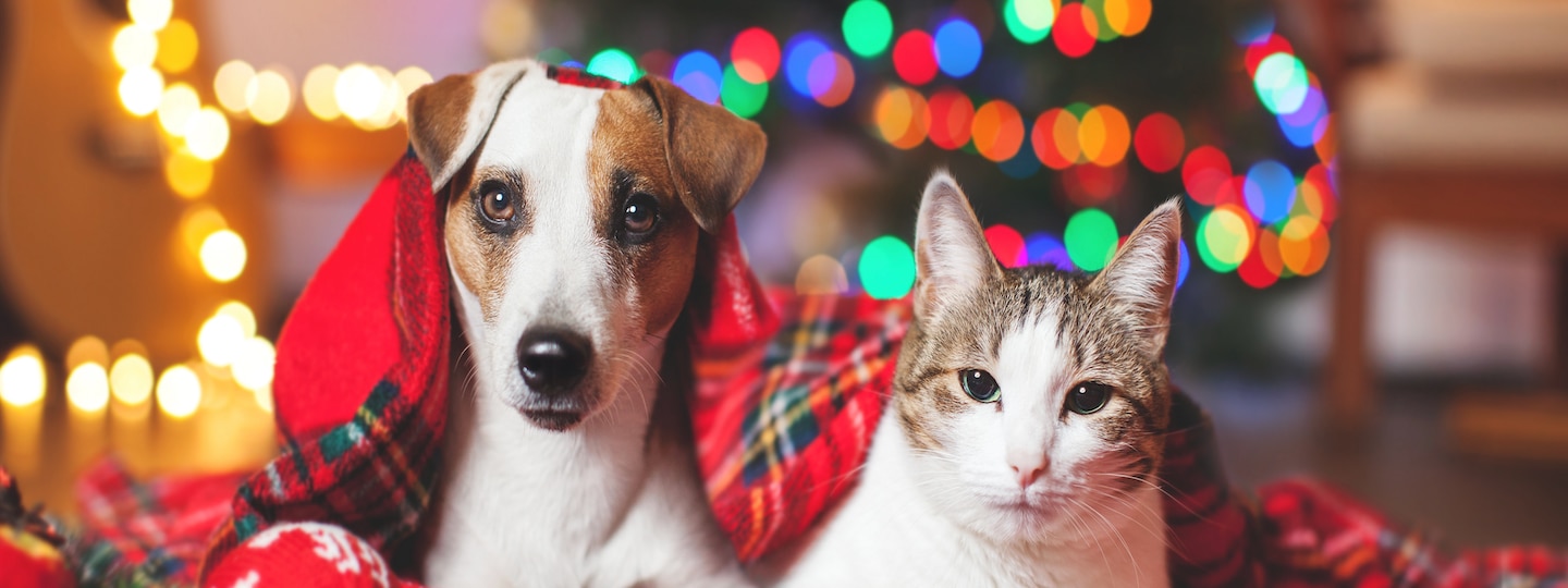 Dog and cat holiday photo